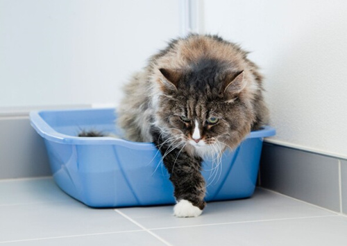 为什么我的猫不使用猫砂盆呢？