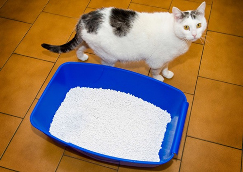 我的猫不用猫砂盆了。我该怎么做才能让她回到正轨?