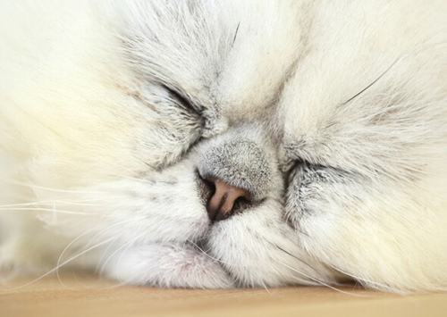猫为什么会发出呼噜声:专家有理论，但仍然是一个谜
