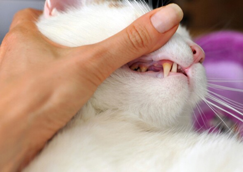 为什么猫喜欢讨厌猫的人亲近？