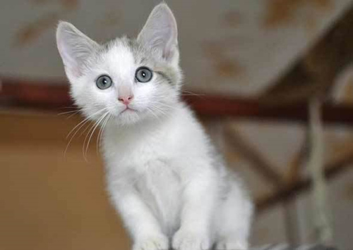 为什么我的猫不能眼神交流呢?