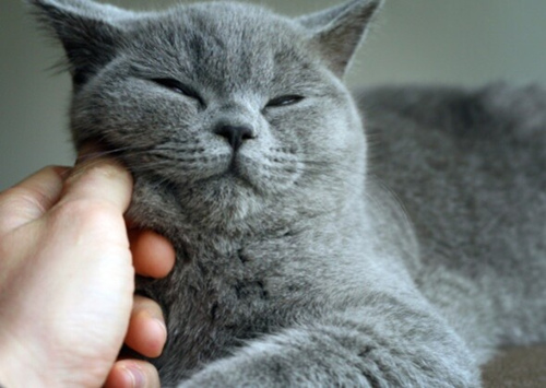 猫疫苗接种需要注意什么？