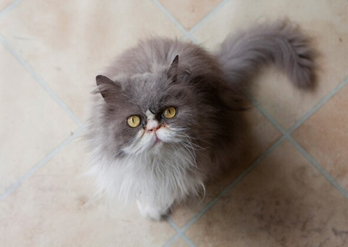 家猫和户外猫的平均寿命