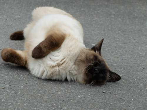 猫咪发情期的特点及措施