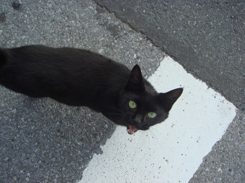 猫咪发情期的特点及措施