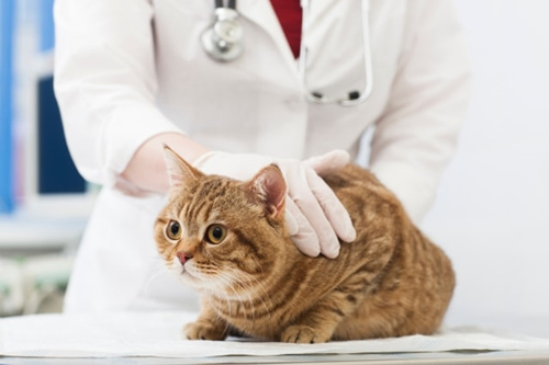 猫咪发情期的特点及措施