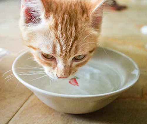 猫脱水的症状、原因及治疗
