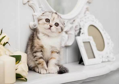 猫和婴儿怎么相处？