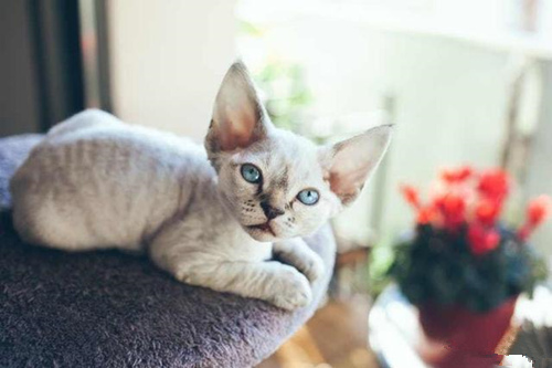 小猫训练技巧有哪些？