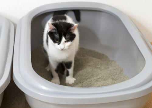 猫肾衰竭的症状和原因