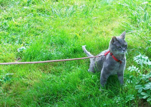 我可以让猫吃素食吗？有没有猫不打猎？