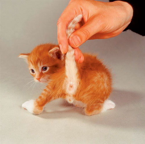 如何分辨小猫性别