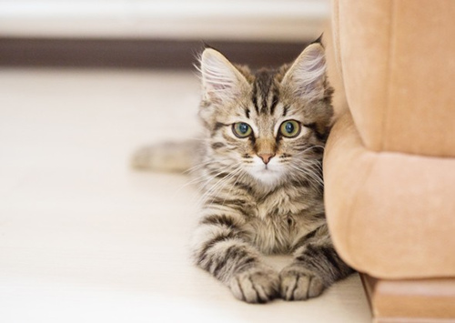 样小猫需要注意的7件事