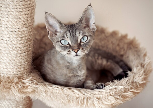 猫猫喜欢什么样的床？