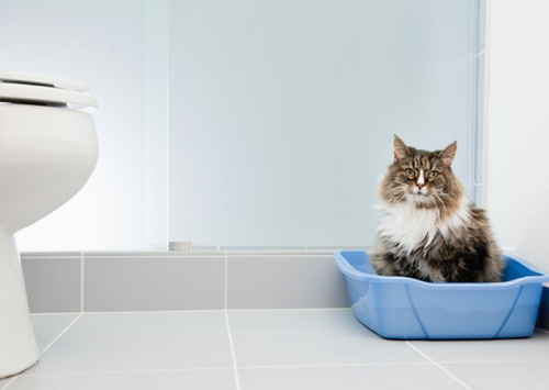 杰克逊的猫砂盆训练指南