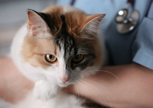 常见猫疫苗接种