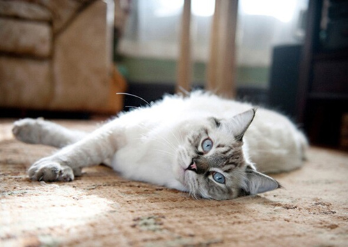 猫中暑怎么解决？