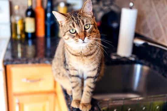 猫嘴唇肿胀和打喷嚏该怎么办？