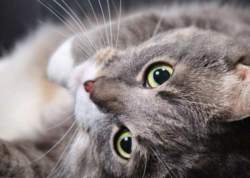 我的猫几岁开始衰老？