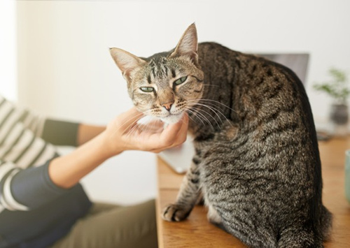 为什么我的猫不让摸？