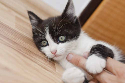 为什么我的猫要抓墙和地板？