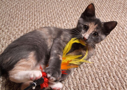 如何让您的猫与互动猫玩具互动