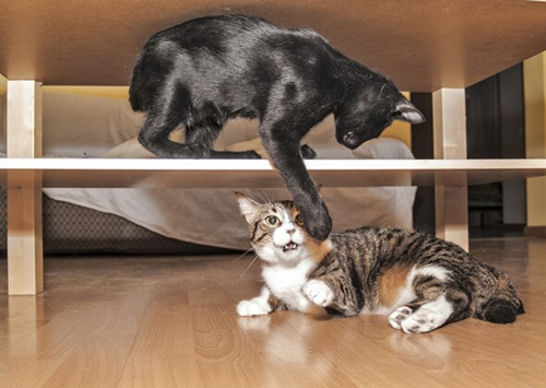 猫咬伤的处理