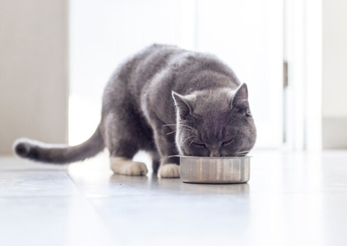 怎么给猫轮换食物喂养