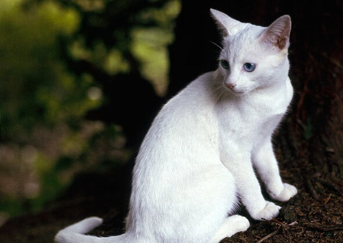 猫咪脱水怎么办？