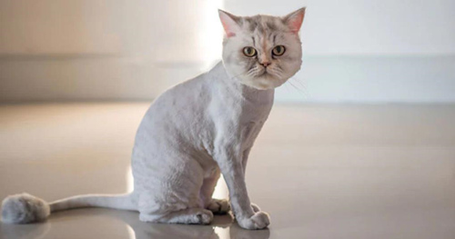 给猫剪狮子造型有什么好处？