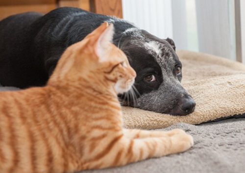 猫和狗的糖尿病有哪些症状