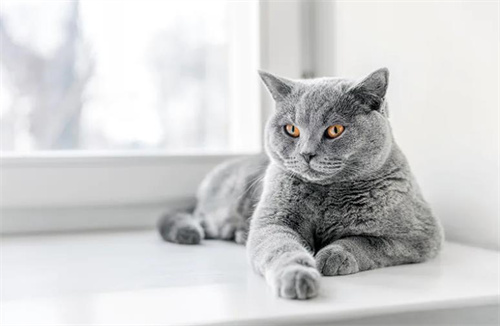 7个灰色猫品种介绍