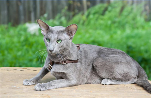 7个灰色猫品种介绍