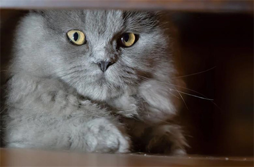 7个灰色猫品种介绍