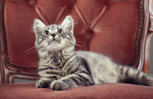 如何使用信息素让猫平静下来