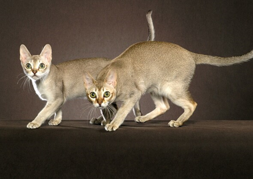 7种外观独特的猫品种