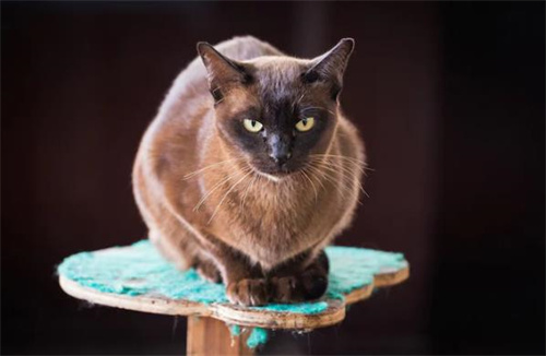 9个性格随和的猫咪品种