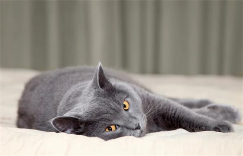 9个性格随和的猫咪品种