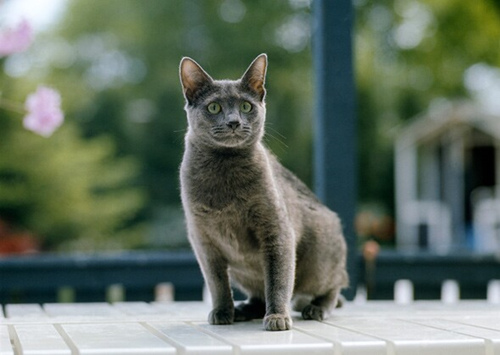 如何将您的户外猫变成室内猫