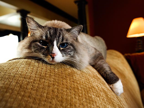 为什么不能骂猫的5个理由