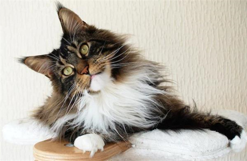 20种锻炼猫的方法