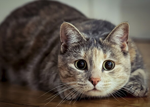 猫为什么害怕黄瓜？