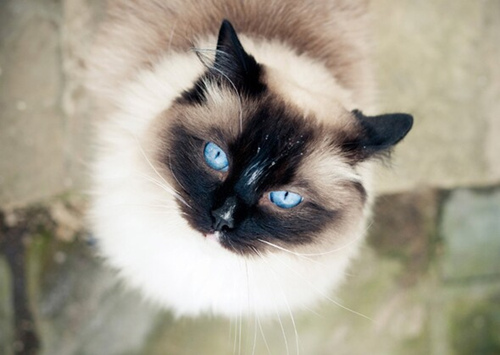 亲人的猫咪品种有哪些