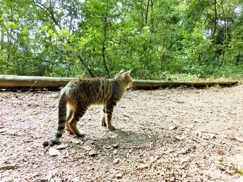 猫为什么会吃草