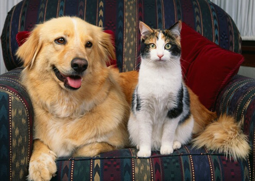 猫和狗的9个不同之处