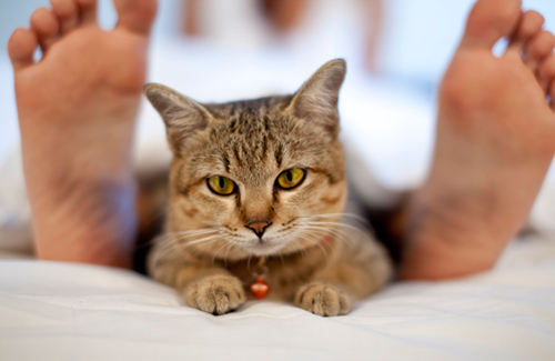 让猫喜欢你的6个技巧