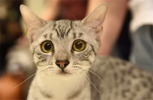 控制猫毛球的秘诀