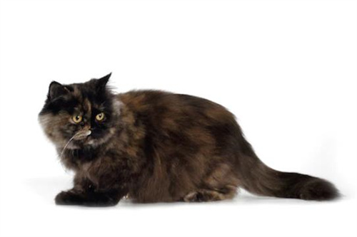 8个黑猫品种