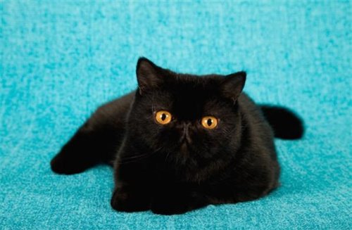 8个黑猫品种
