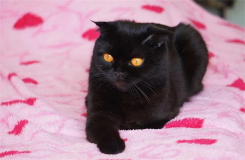 8个黑猫品种